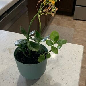 Charming Yellow and Green Floral in Blue Pot